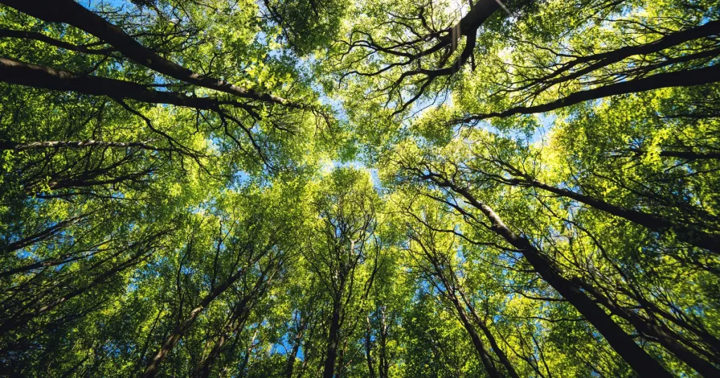 Cime des arbres - Les RH o'naturel page a propos